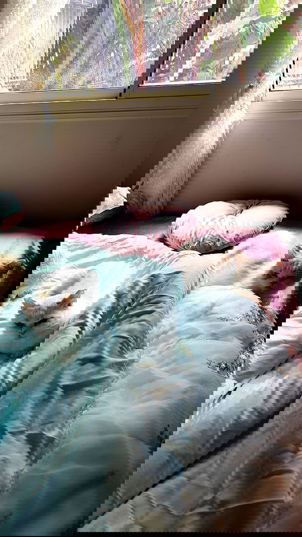 strawberryshanz strawberryshanz archive image