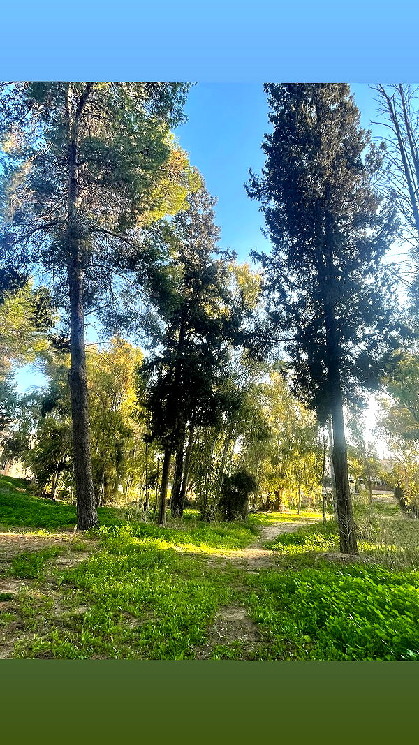 emleecordeiro instagram image archive image