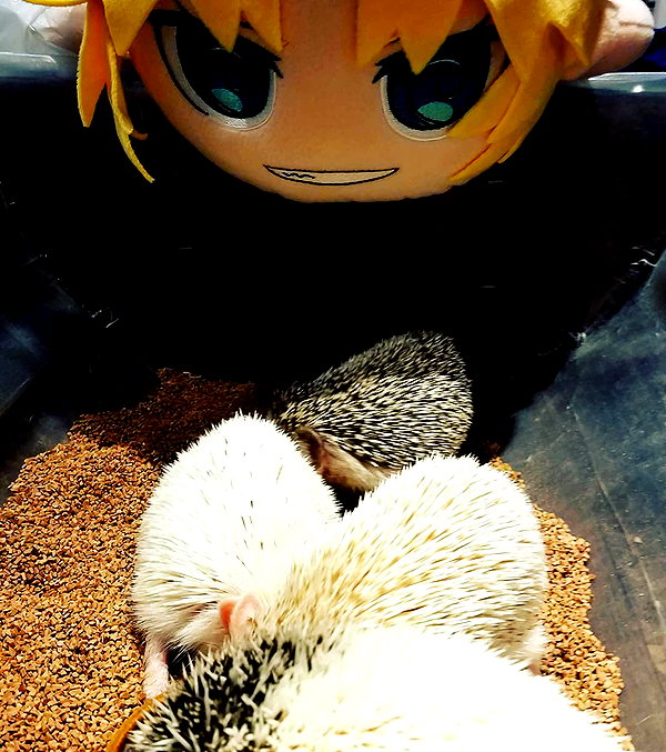 muze instagram image archive image