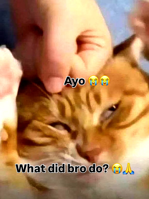 milkibunshehe instagram image archive image