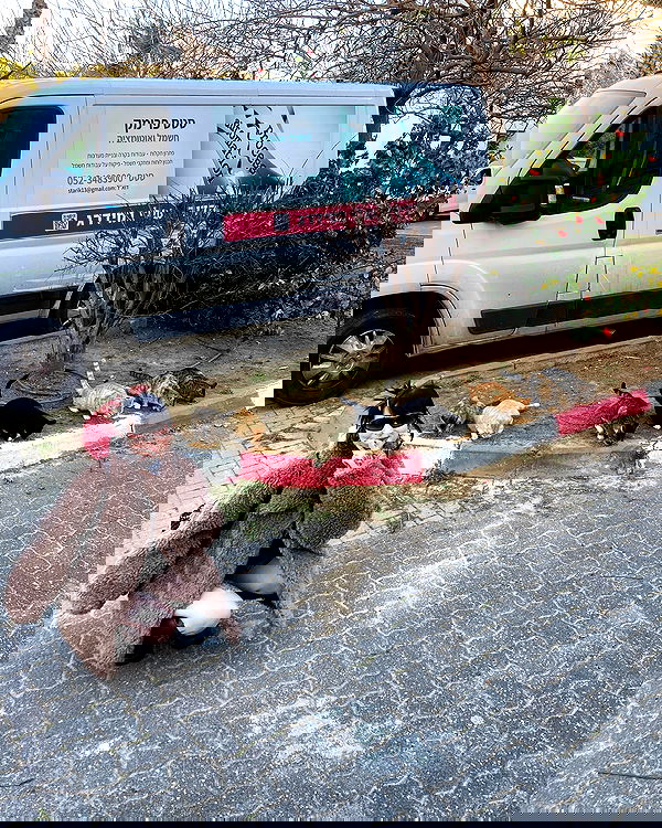 strawberryshanz strawberryshanz archive image