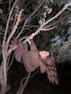 yaarat11 Altpins Profile Picture