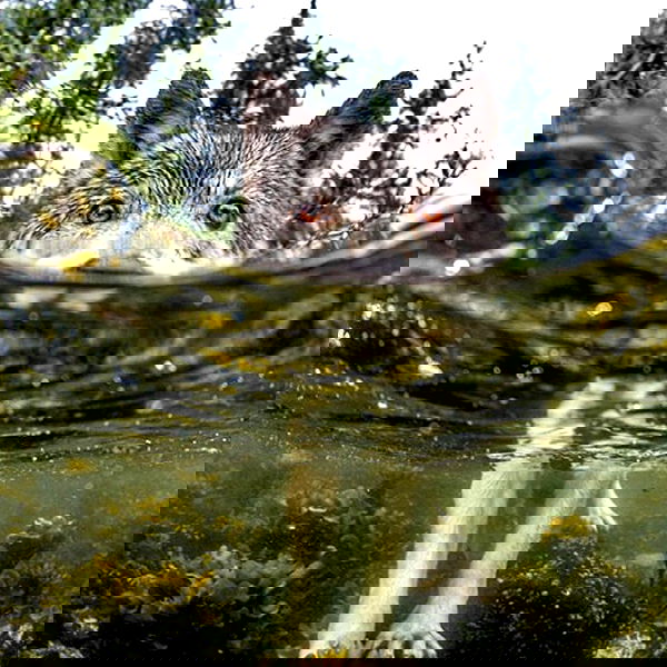 missnyxdawn missnyxdawn archive image