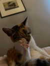 cata.leyah Altpins Profile Picture