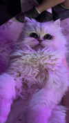 kennakins.cos Altpins Profile Picture
