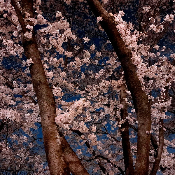 dear.zia instagram image archive image