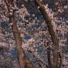 dear.zia Altpins Profile Picture