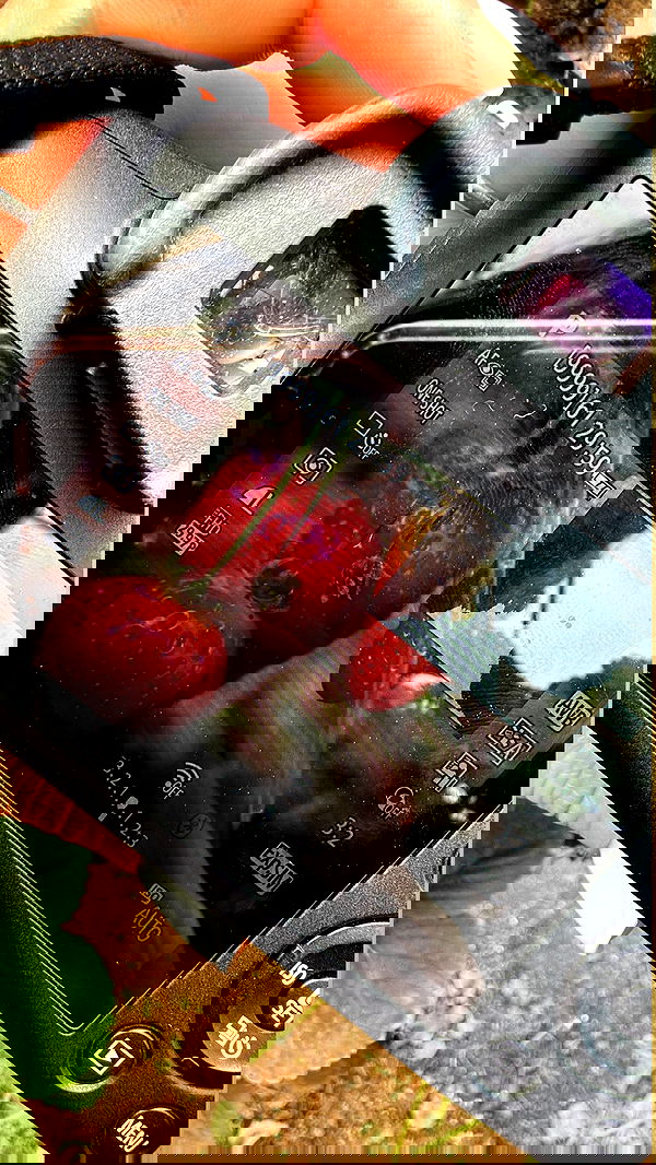 topaz_bn topaz_bn archive image