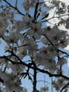 kasumi_sen Altpins Profile Picture