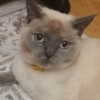 owlydiaa Altpins Profile Picture