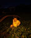 strawberryshanz Altpins Profile Picture