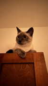 tatumchurch Altpins Profile Picture