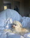 elizabethcampbelljones Altpins Profile Picture