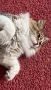 mellisachristiee Altpins Profile Picture
