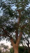 veroni22ka Altpins Profile Picture