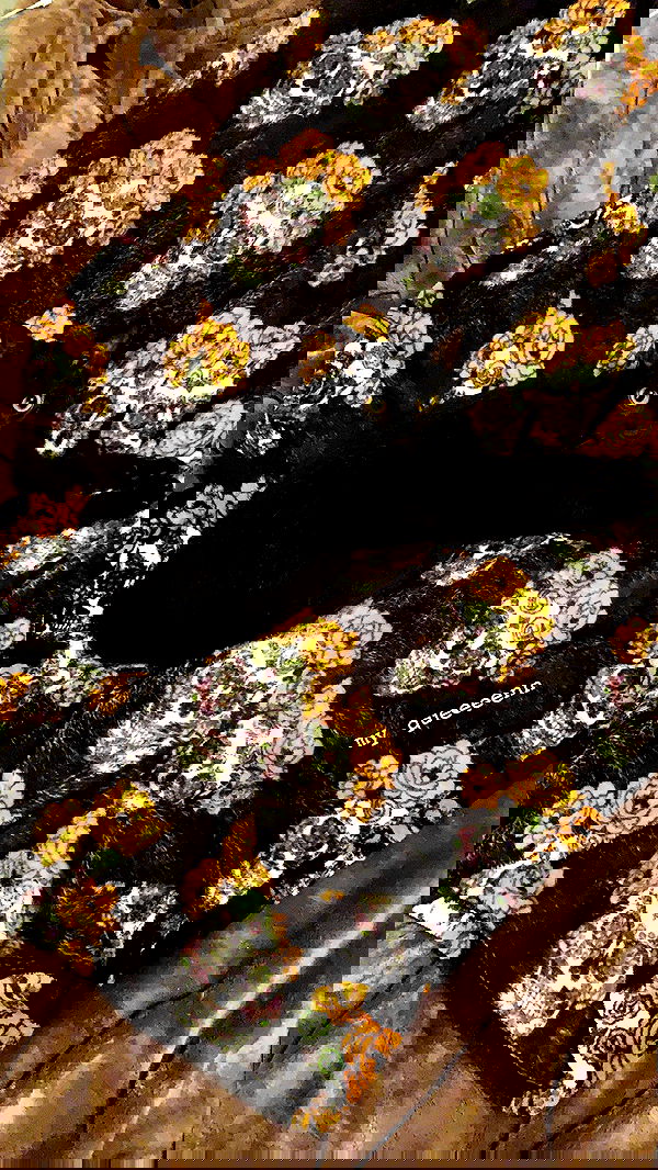 suikomuu suikomuu archive image