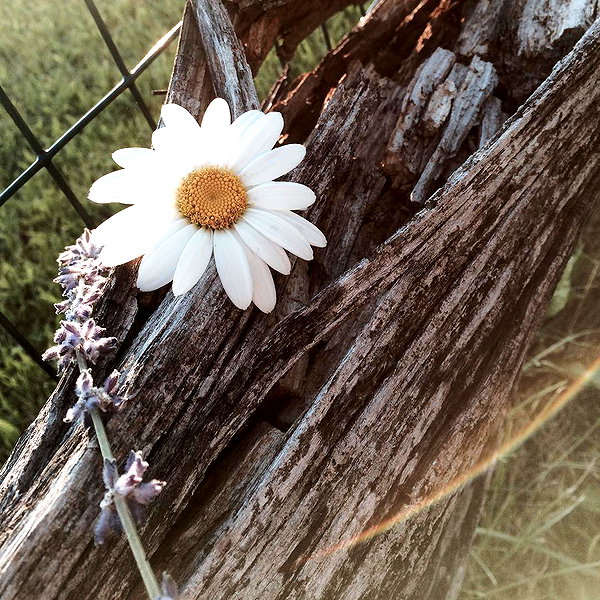 hallucineon instagram image archive image