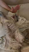laluzone Altpins Profile Picture