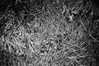 bugz4brainz Altpins Profile Picture