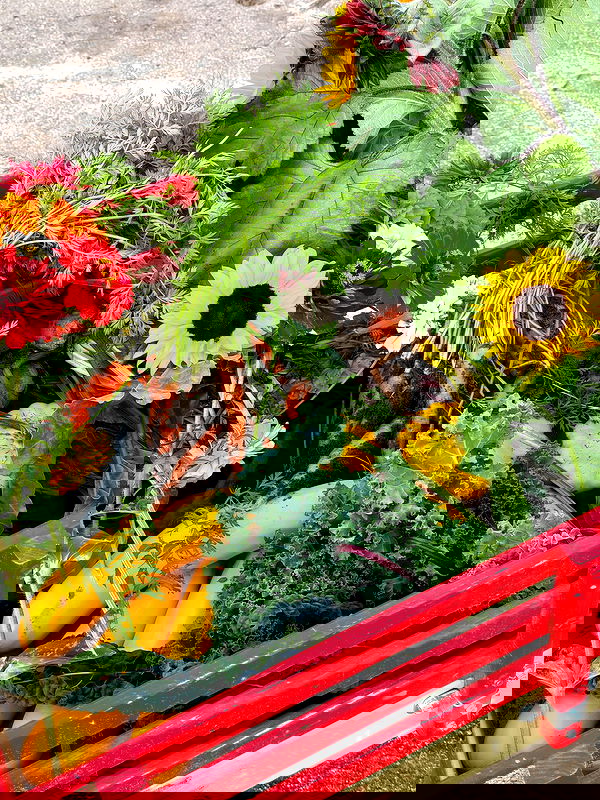 carolinezalog carolinezalog archive image