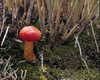 petite.carrot Altpins Profile Picture