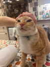 ccbaum Altpins Profile Picture