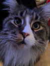 silkton Altpins Profile Picture