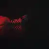 shayli_or Altpins Profile Picture