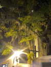 elizabethcampbelljones Altpins Profile Picture