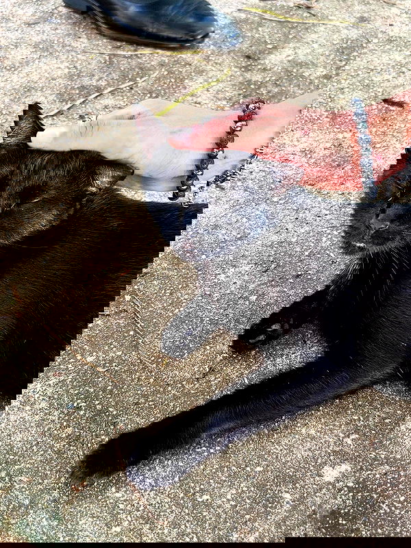 mosssaico mosssaico archive image