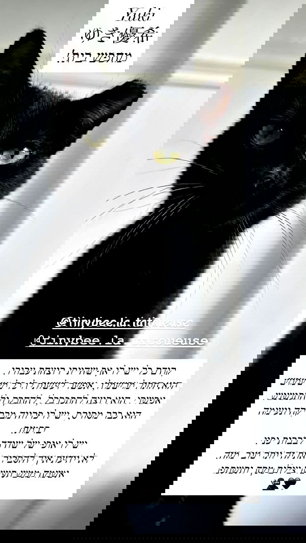 mishel116 mishel116 archive image