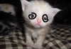 rachelchaleff Altpins Profile Picture