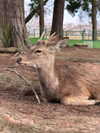 kasumi_sen Altpins Profile Picture