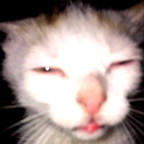 pipssqueakss instagram image archive image