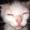 pipssqueakss Altpins Profile Picture