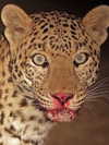catl0verr69 Altpins Profile Picture