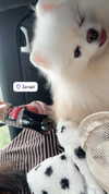 imshigh_ Altpins Profile Picture