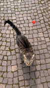 rott3nbambi Altpins Profile Picture