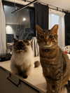 karin_orhov Altpins Profile Picture