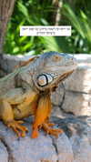 itsilanosh Altpins Profile Picture