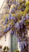 annabottoo Altpins Profile Picture