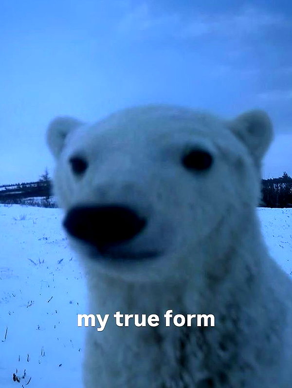 vwnrottie instagram image archive image