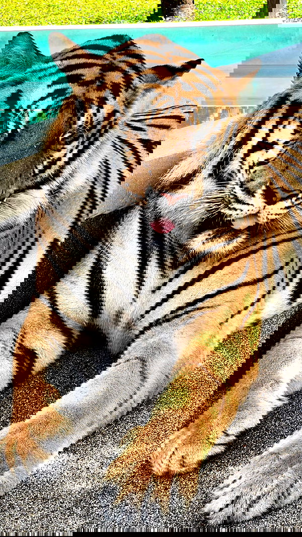 swfx_real swfx_real archive image