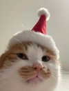 ellaexplicit_ Altpins Profile Picture