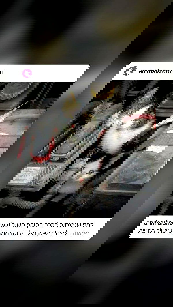 1justsabi 1justsabi archive image