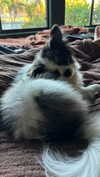 sunnyrayyxo Altpins Profile Picture
