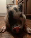 leanbeefpatty Altpins Profile Picture