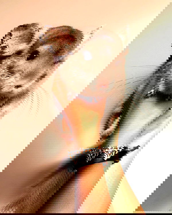 kkulakovaa image ~ Altpins