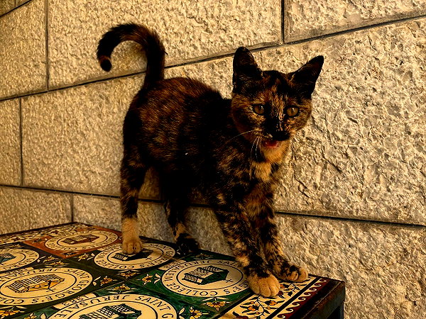 _femalien instagram image archive image
