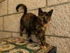 _femalien Altpins Profile Picture